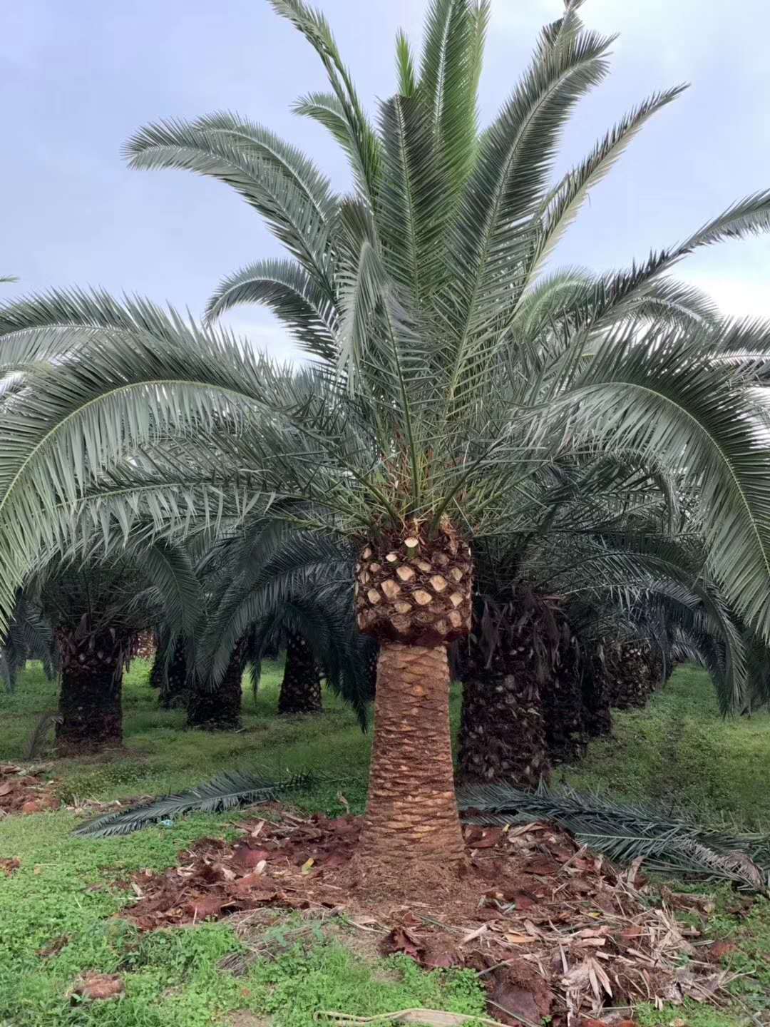 1648277264560051.jpg 1648277264560051.jpg