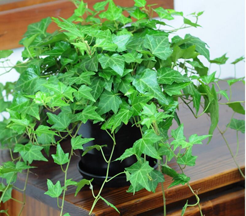 常春藤做造型所需要的工具是圆艺剪,园艺剪的刃口是圆形,在修剪的时候