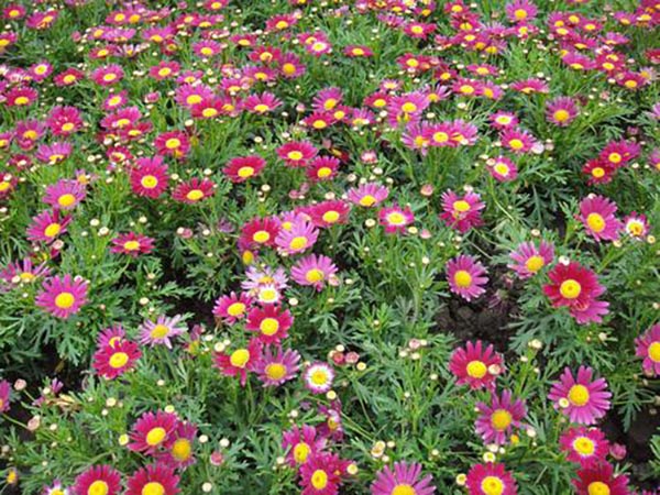 粉色茼蒿菊花语