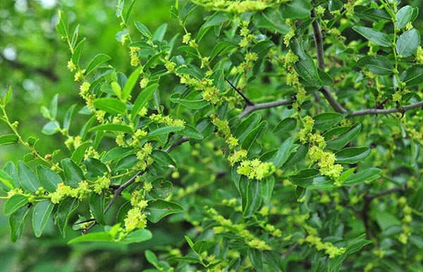 大枣花的花语种植的时间和温度 牧草种植 江苏长景园林