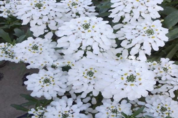 蜂室花的花语 江苏长景种业有限公司