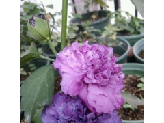 大花重瓣紫色木槿