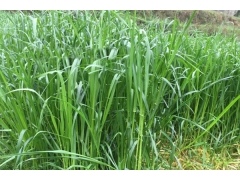 黑麦牧草九月份播种多久能收割