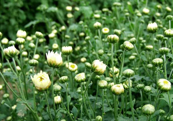 黄金菊胎菊杭白菊的区别 养花技巧 江苏长景园林
