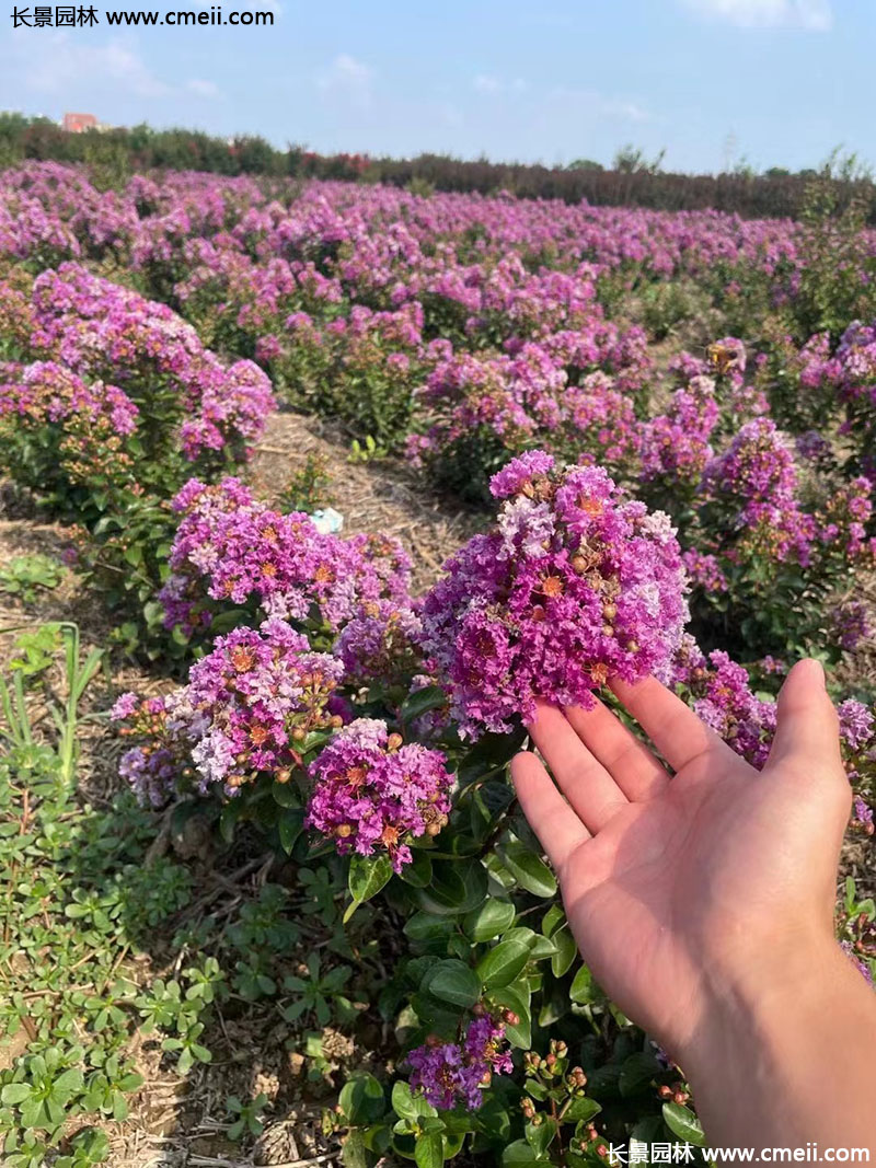 长景园林矮紫薇