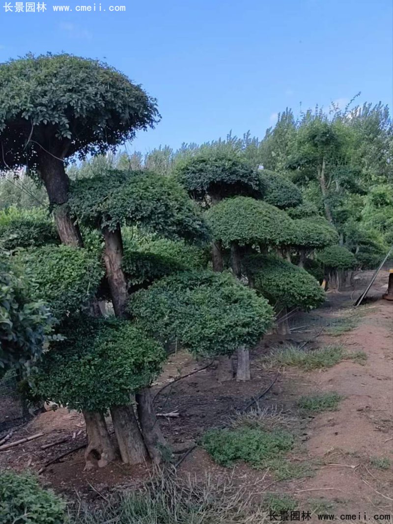 对节白蜡造型盆景地景