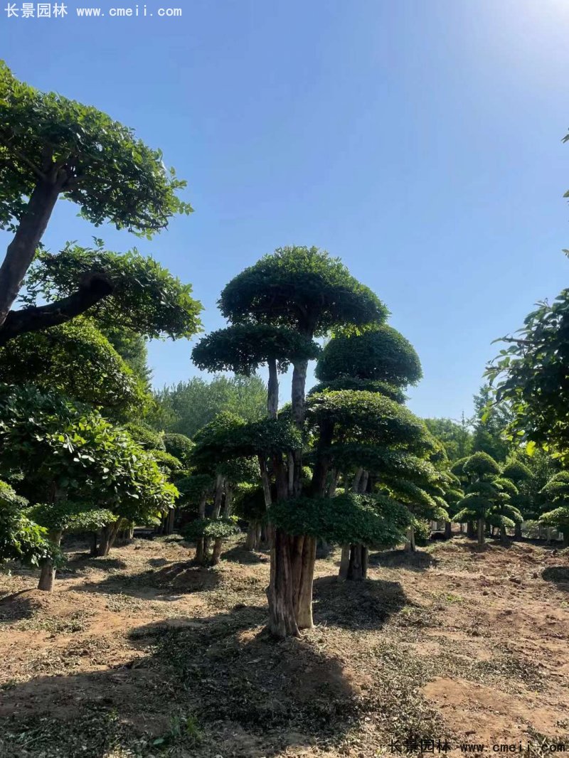 对节白蜡造型盆景地景