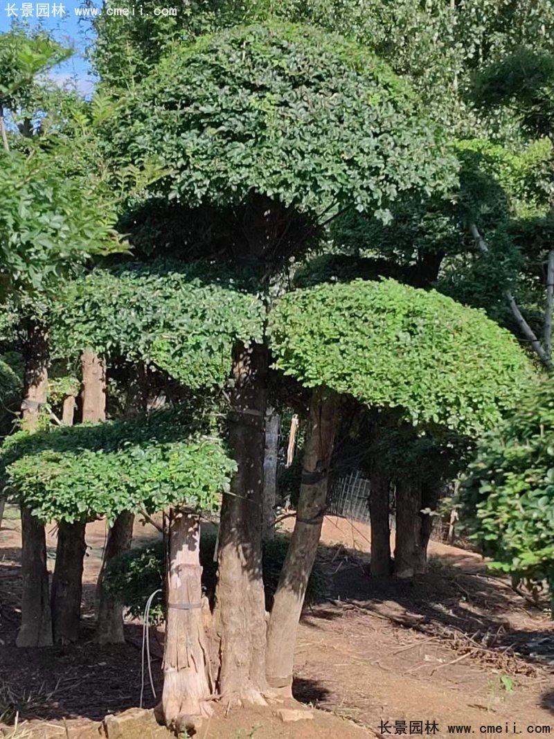 对节白蜡造型盆景地景