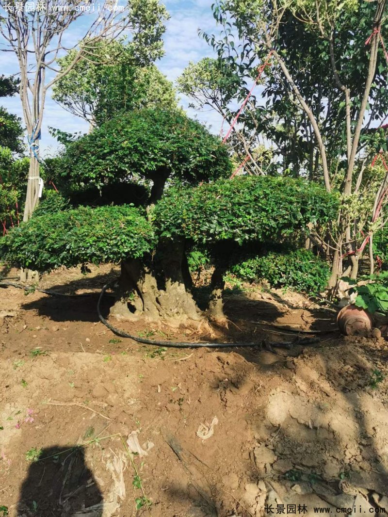 对节白蜡造型盆景地景