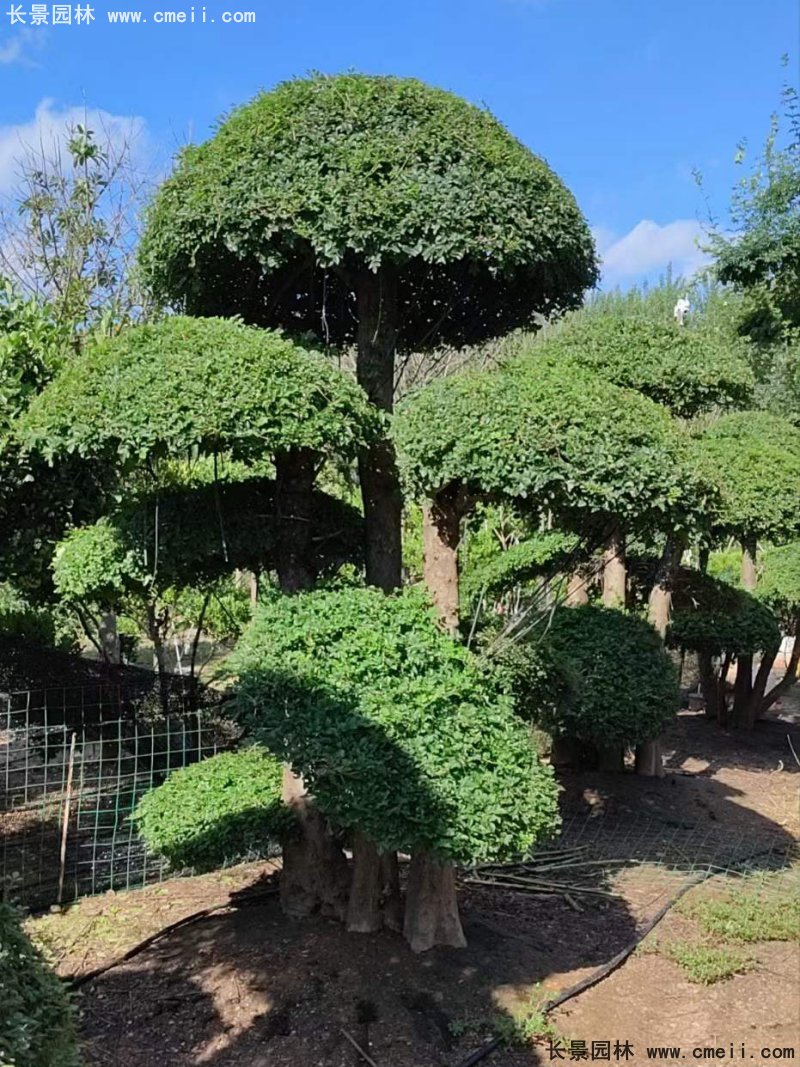 对节白蜡造型盆景地景