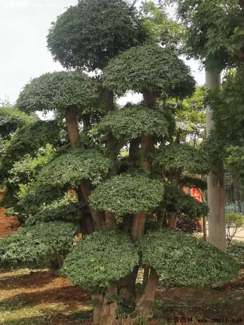 对节白蜡造型盆景地景