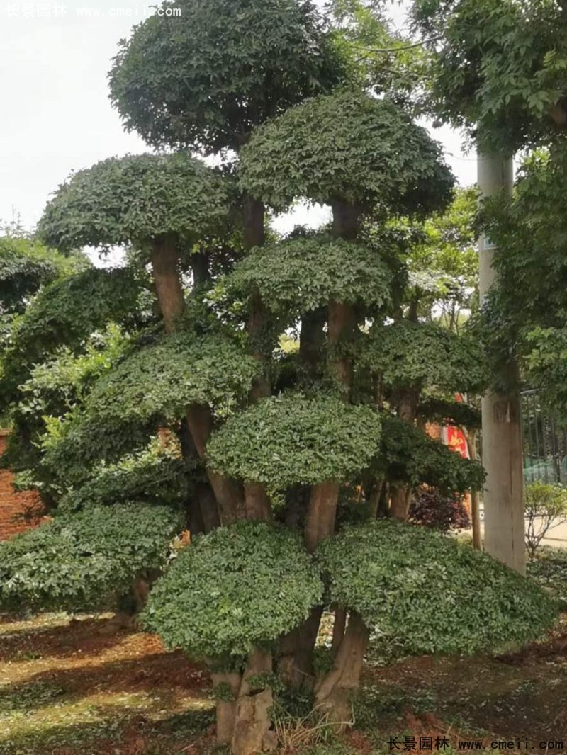 对节白蜡造型盆景地景