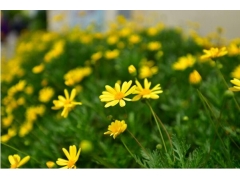 黄金菊是多年生植物吗 生长环境