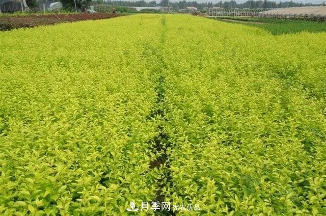 这些中国著名苗木产地你知道几个?值得收藏!(图3) 值得收藏!这些全国著名苗木产地你知道几个?
