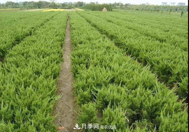 这些中国著名苗木产地你知道几个?值得收藏!(图4) 值得收藏!这些全国著名苗木产地你知道几个?
