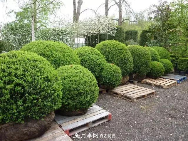 这些中国著名苗木产地你知道几个?值得收藏!(图6) 值得收藏!这些全国著名苗木产地你知道几个?