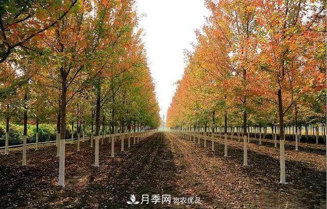 这些中国著名苗木产地你知道几个?值得收藏!(图5) 值得收藏!这些全国著名苗木产地你知道几个?