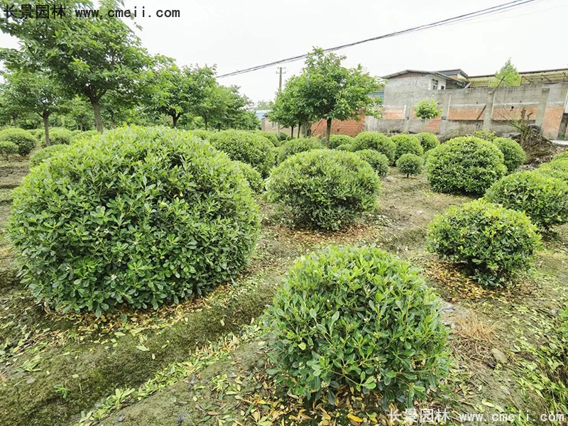 海桐球苗圃批发种植基地长景园林