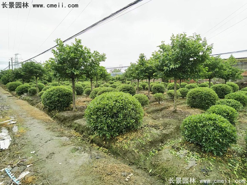 海桐球苗圃批发种植基地长景园林