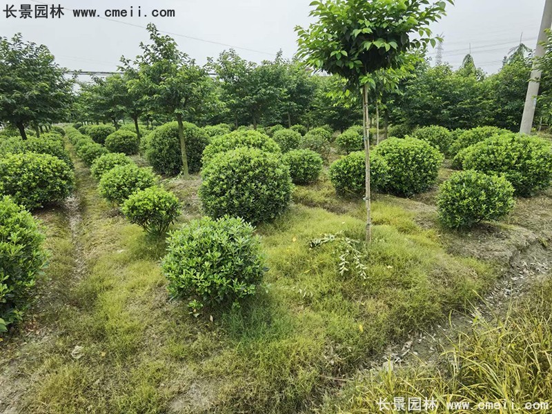 海桐球苗圃批发种植基地长景园林