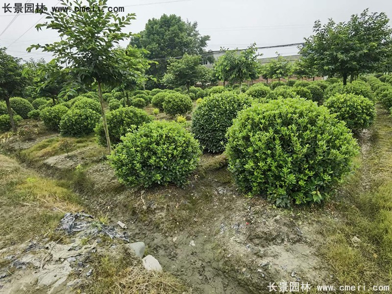 海桐球苗圃批发种植基地长景园林