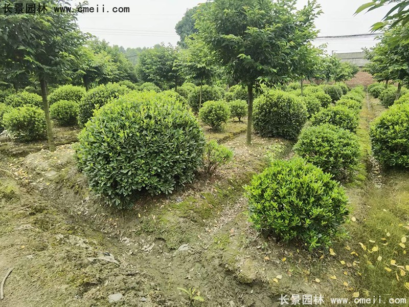 海桐球苗圃批发种植基地长景园林