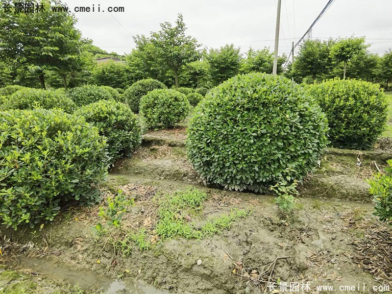 海桐球苗圃批发种植基地长景园林