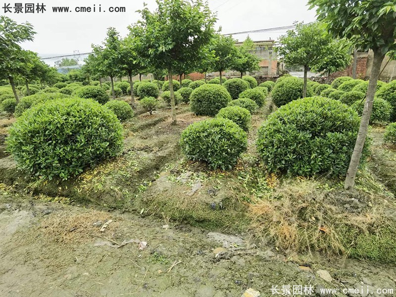 海桐球苗圃批发种植基地