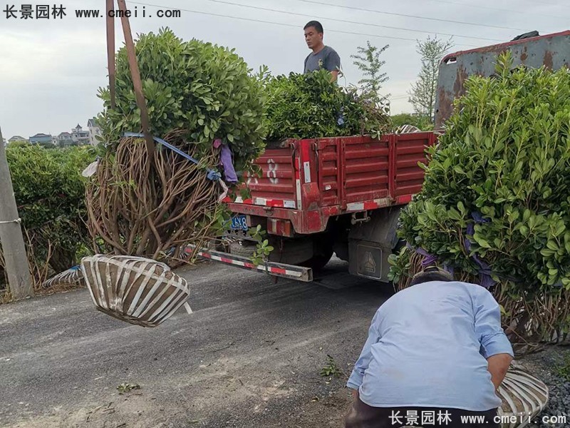 海桐球苗圃批发种植基地长景园林