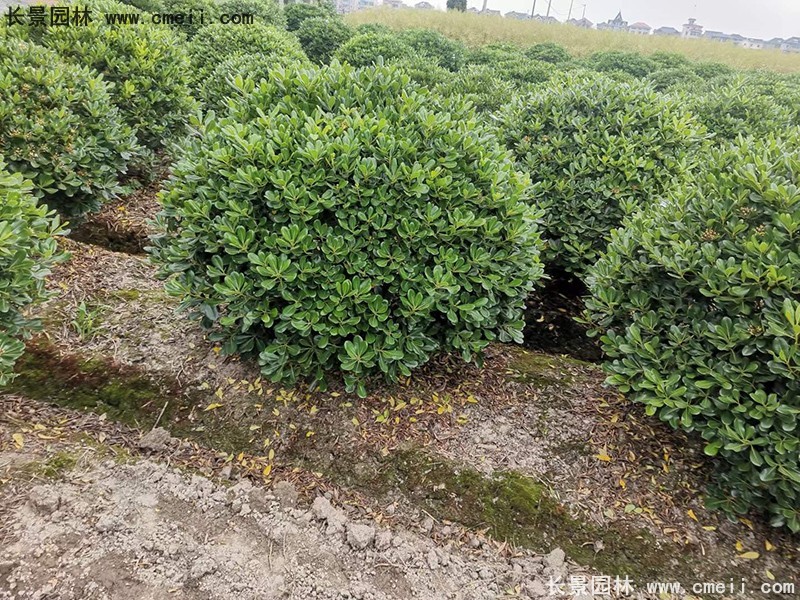 海桐球苗圃批发种植基地长景园林