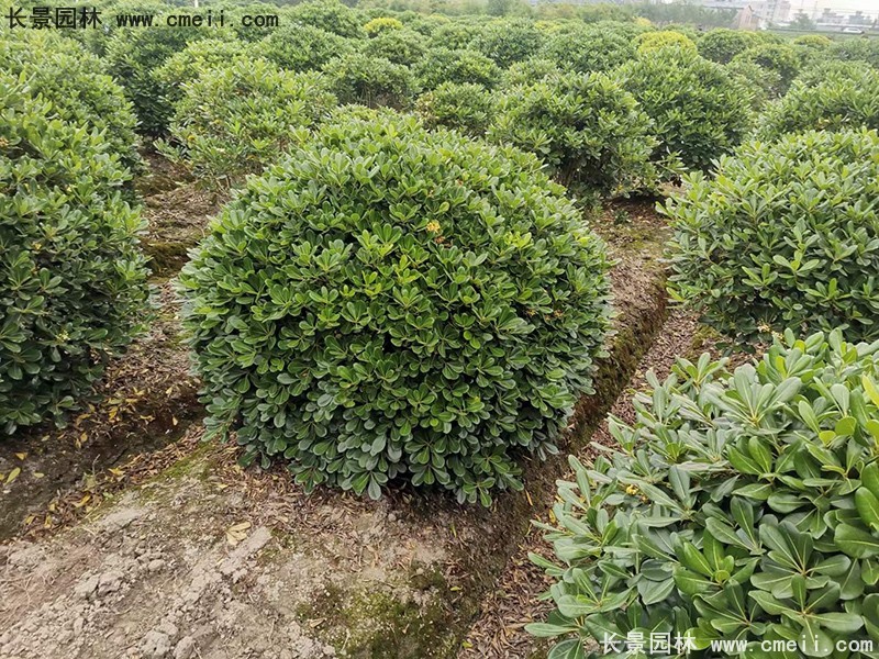 海桐球苗圃批发种植基地长景园林