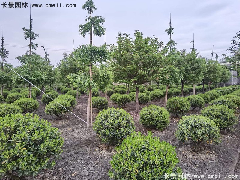 海桐球苗圃批发种植基地长景园林