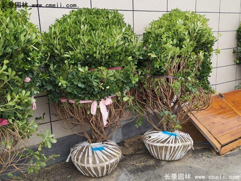 海桐球苗圃批发种植基地长景园林