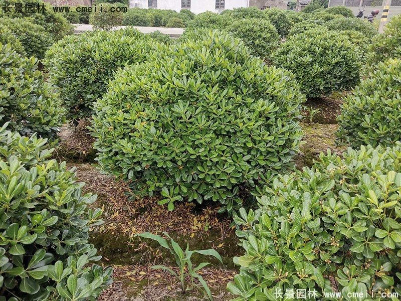 海桐球苗圃批发种植基地长景园林