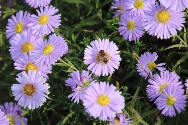 11种适合种后院里的多年生观赏植物，养护得当能够常年开花
