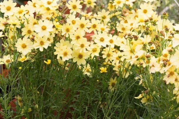 11种适合种后院里的多年生观赏植物，养护得当能够常年开花