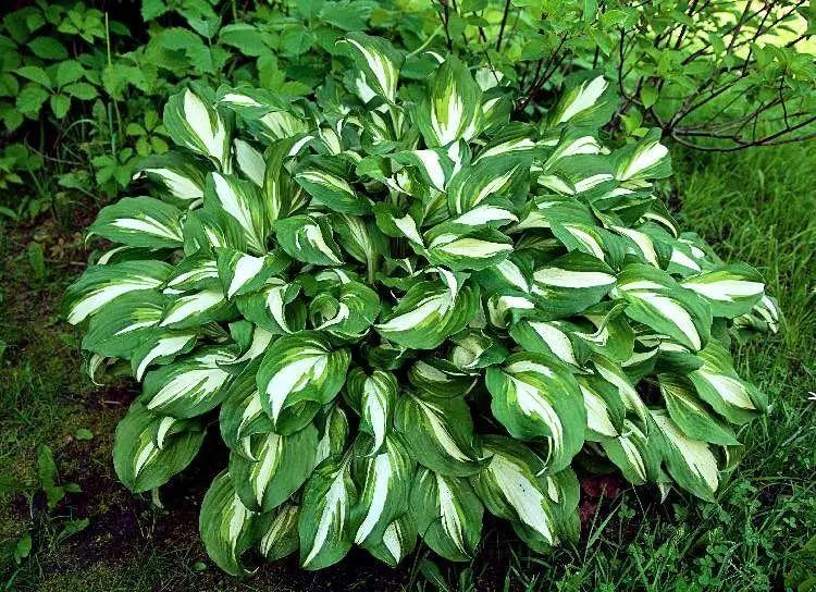 11种适合种后院里的多年生观赏植物，养护得当能够常年开花