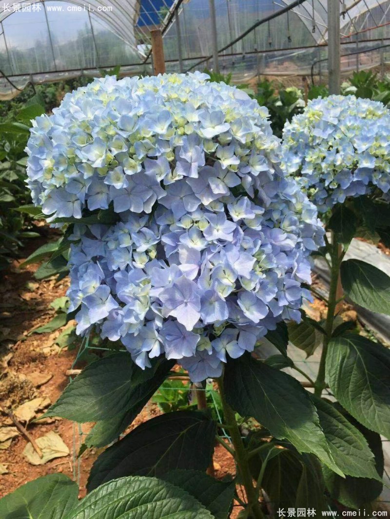 绣球花八仙花图片基地实拍