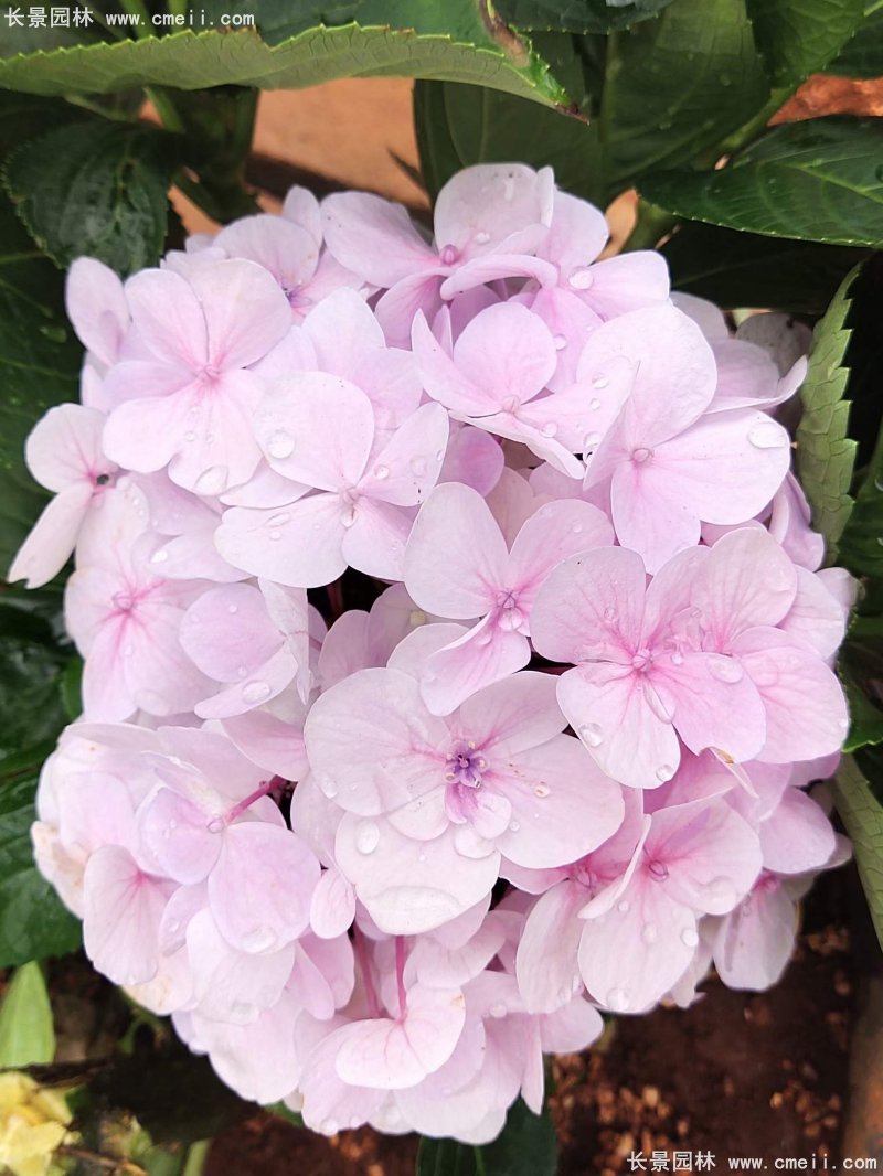 绣球花八仙花图片基地实拍