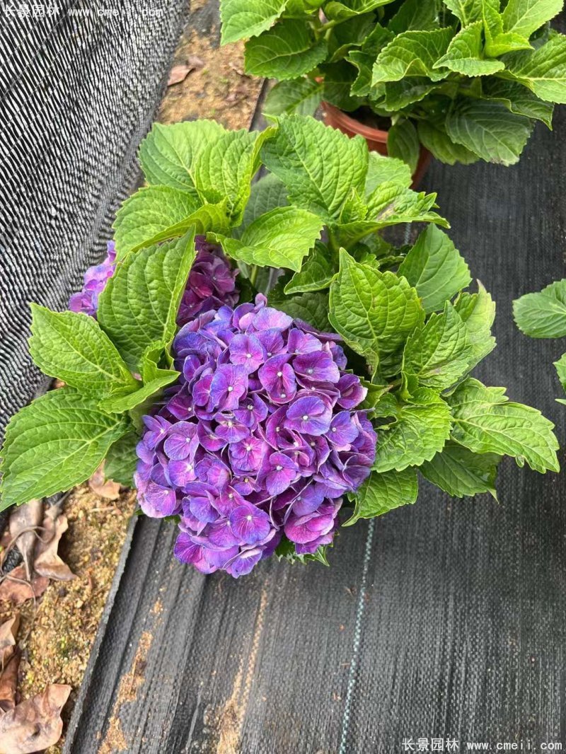 绣球花八仙花图片基地实拍