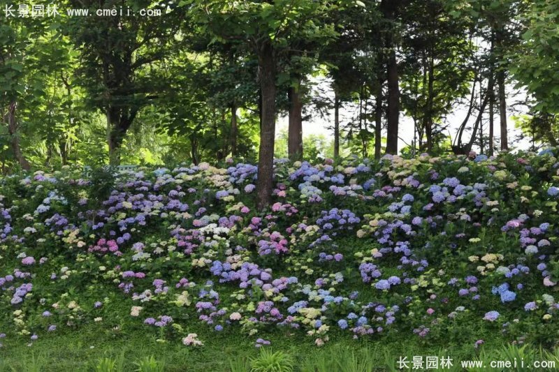 绣球花八仙花图片基地实拍