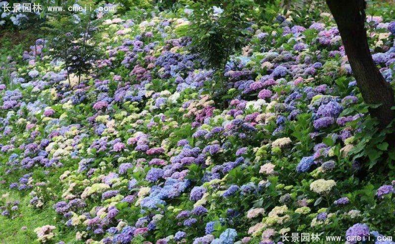 绣球花八仙花图片基地实拍