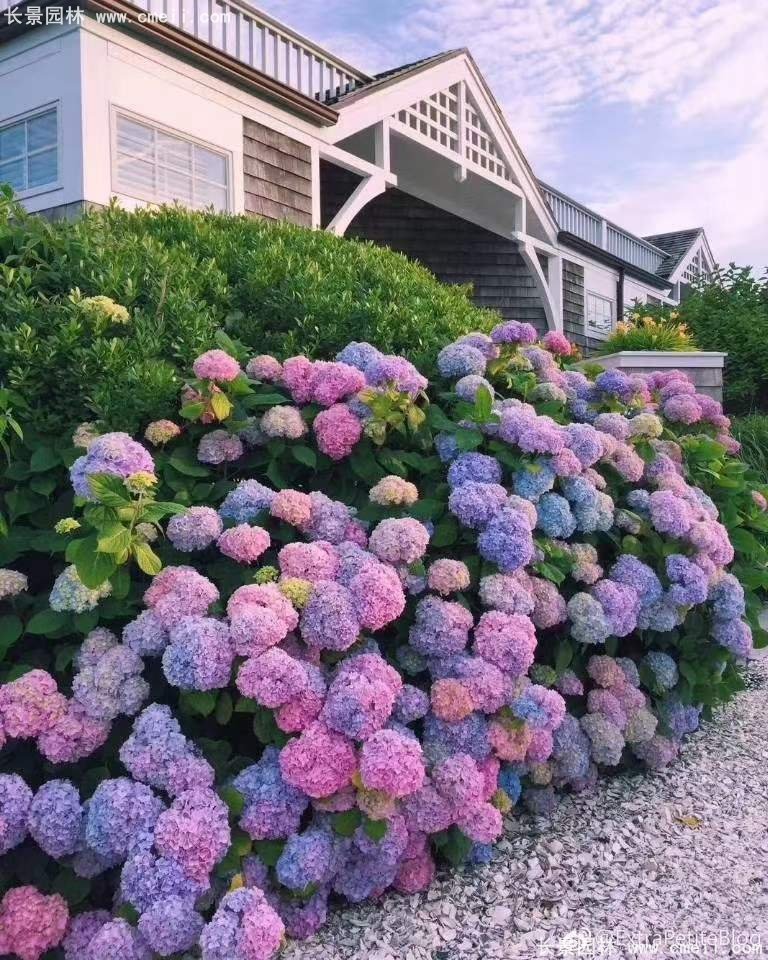 绣球花八仙花图片基地实拍