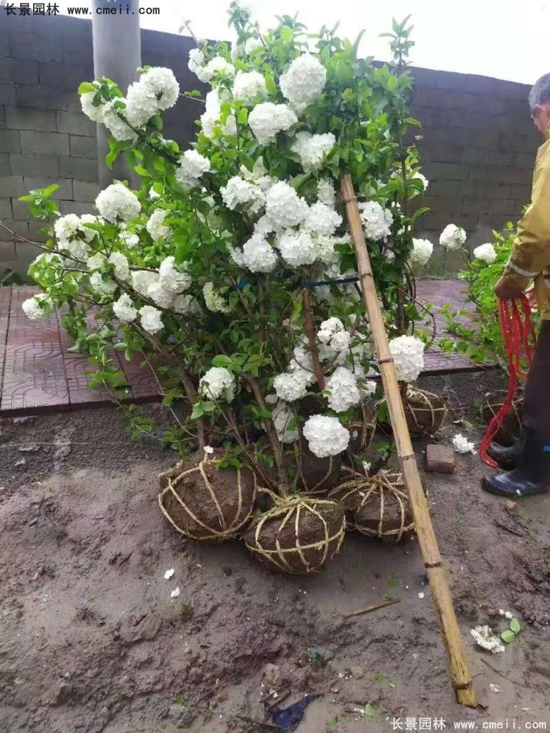 中华木绣球基地实拍图片