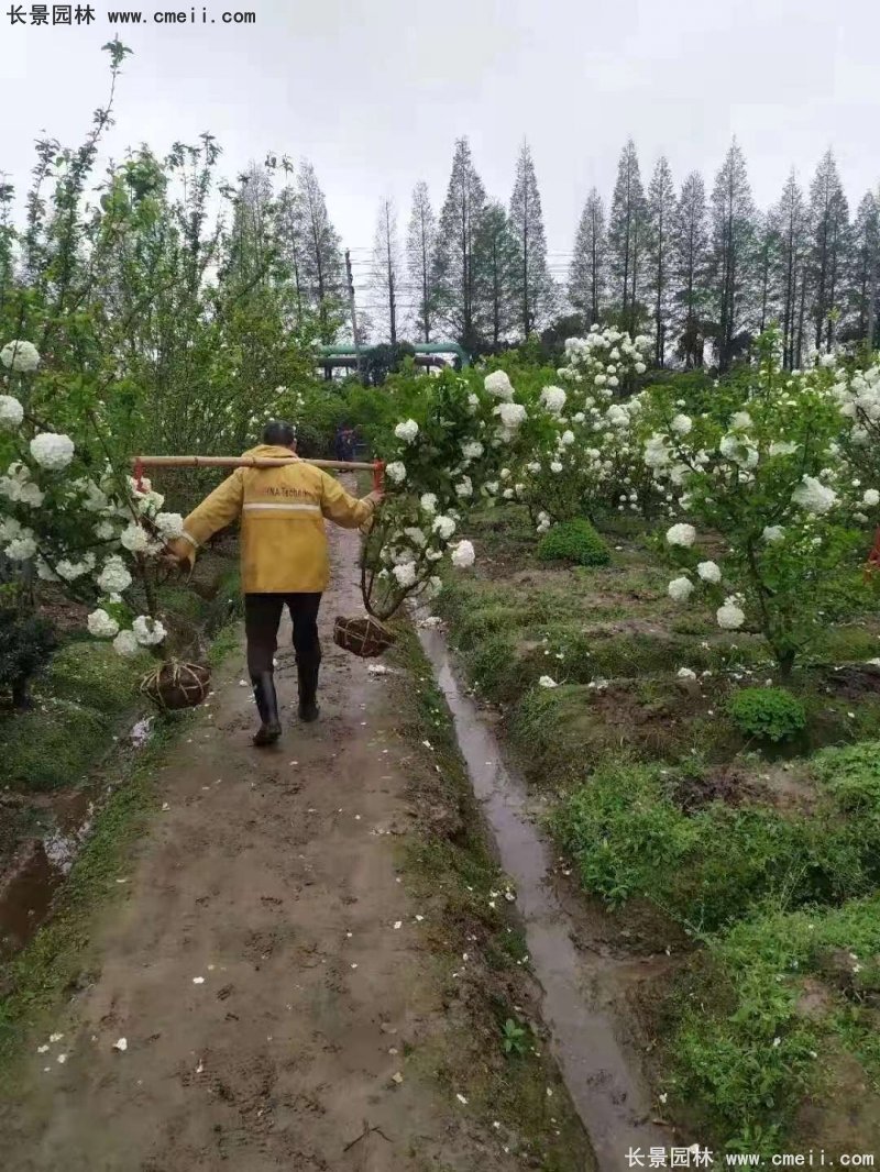 中华木绣球基地实拍图片