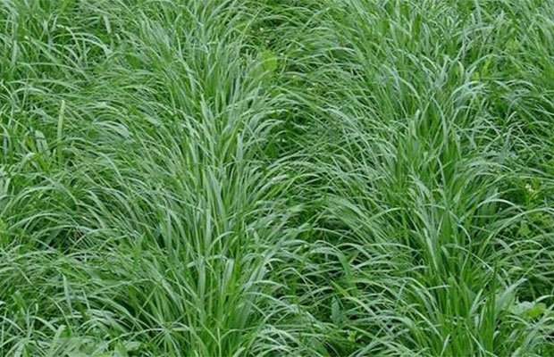 黑麦草11.jpg