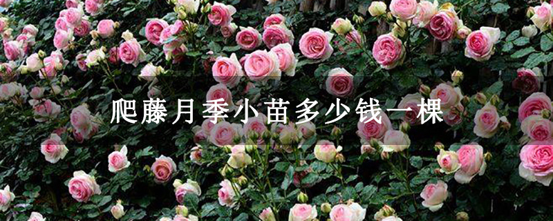 爬藤月季小苗多少钱一棵 爬藤月季小苗多少钱一棵