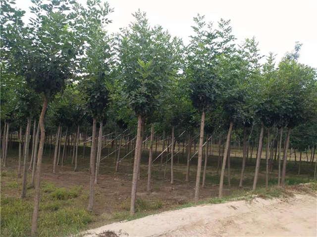 沭阳长景园林速生白蜡种植基地实拍图片 沭阳长景园林速生白蜡种植基地实拍图片