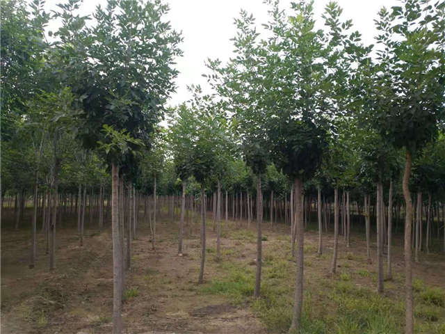 沭阳长景园林速生白蜡种植基地实拍图片 沭阳长景园林速生白蜡种植基地实拍图片