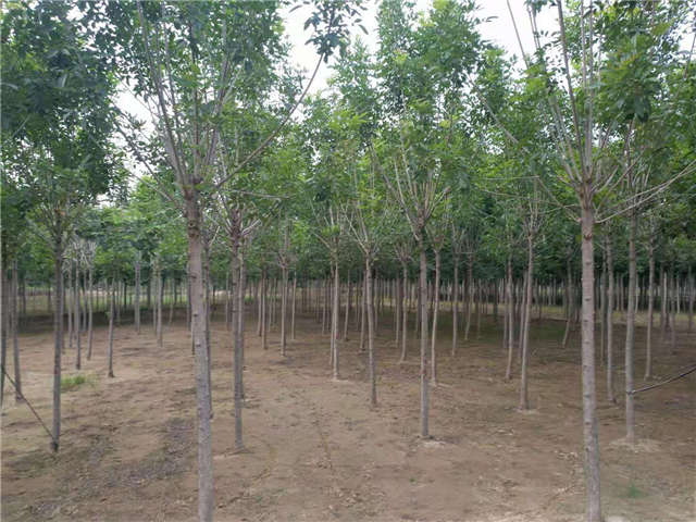 沭阳长景园林速生白蜡种植基地实拍图片 沭阳长景园林速生白蜡种植基地实拍图片